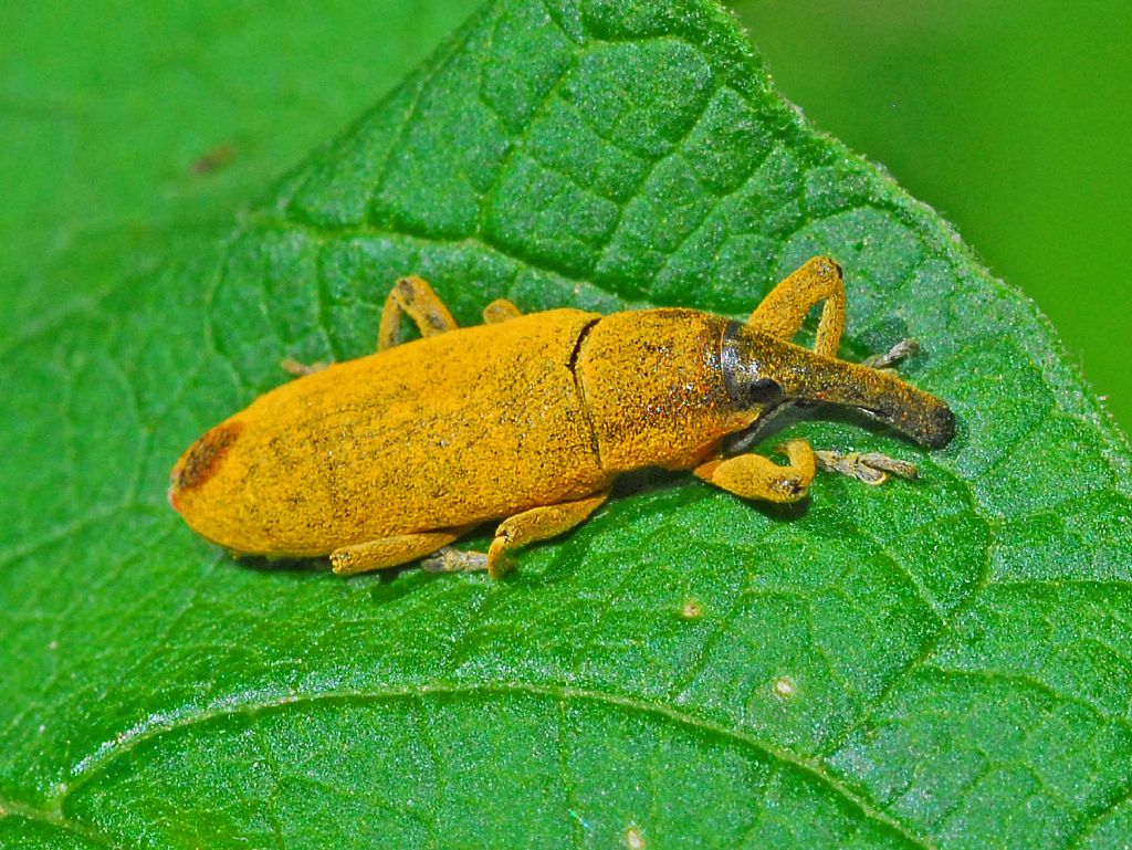 Un Curculionidae tutto giallo: Lixus pulverulentus